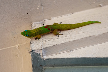 A colorful gecko hangs on a wall