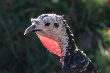 Domestic turkey, Meleagris gallopavo, of the race 