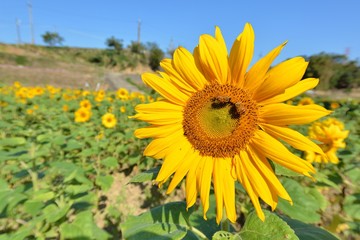 Bright colorful yellow sunflower. Shallow depth of field.