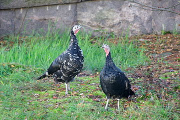Domestic turkey, Meleagris gallopavo, of the race 