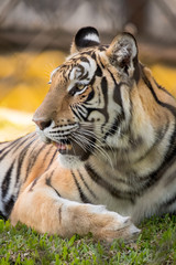 Fototapeta na wymiar Profile of a tiger laying down