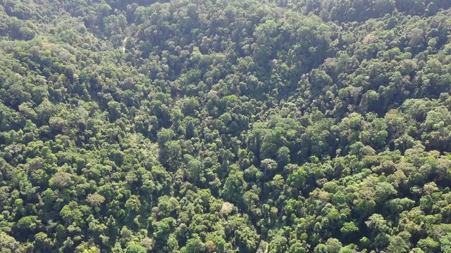 Tropical rainforest, Sumatra, Indonesia. Aerial 4K droen footage 