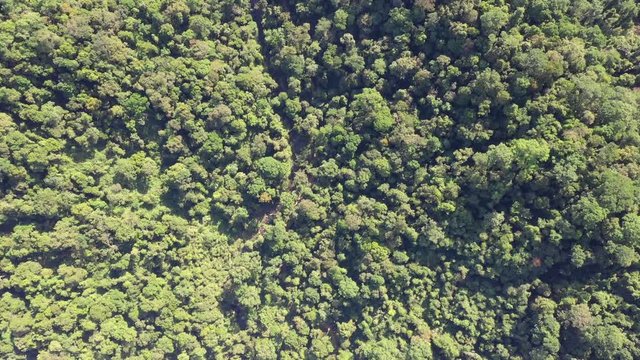 Tropical rainforest, Sumatra, Indonesia. Aerial 4K droen footage 