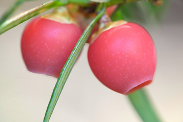 Taxus baccata, known as common yew, English yew,  or European yew