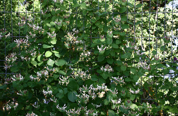 The blossoming lianas of a honeysuckle were interwoven into a wire lattice of a fence of a garden.