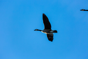 Canadian goose in fly