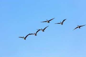 Canadian goose in fly