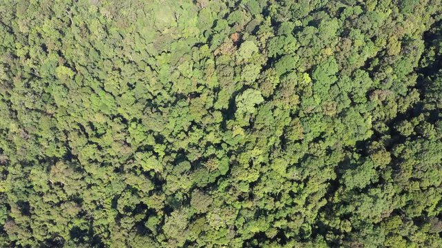 Tropical rainforest, Sumatra, Indonesia. Aerial 4K droen footage 