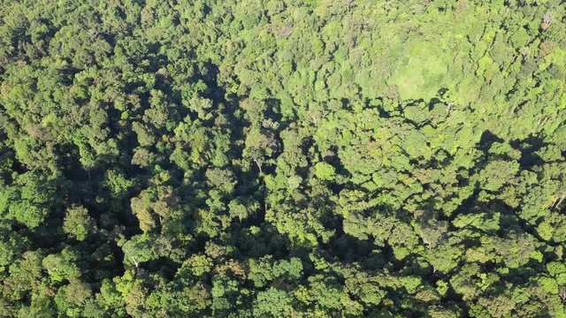 Tropical rainforest, Sumatra, Indonesia. Aerial 4K droen footage 