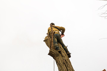Lumberjack with a saw and straps climbing a tree and cutting a tree trunk. 14/12/18 Odessa