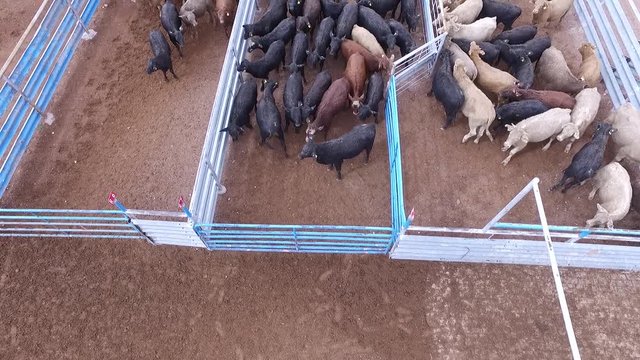 Ganado en corrales