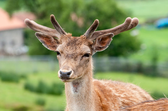ciervo con cornamenta peluda de la muda