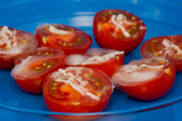 tomatoes covered with mold