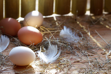 Organic ecological eggs in chicken coop in the morning easter spring abstract background
