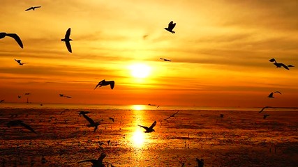 HD 1080p super slow seagulls fly beautiful full sunset sunlight sky beach background travel tourist. - Powered by Adobe