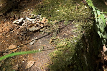 stump in the forest