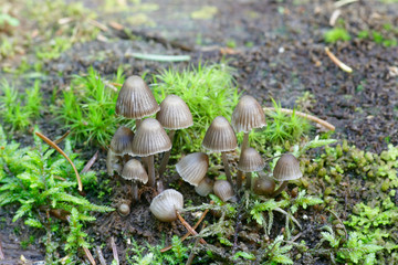 Mycena stipata, known as  clustered pine bonnet,.wild mushroom from Finland