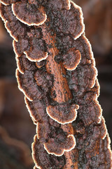 Brown crust fungus, Pseudochaete tabacina