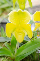 Fototapeta na wymiar close up of beautiful paphiopedilum orchid
