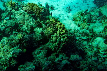 Marine Life in the Red Sea. red sea coral reef with hard corals, fishes and sunny sky shining through clean water - underwater photo. toned.