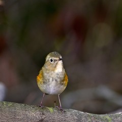 仁王立ちポーズがかわいいルリビタキメス