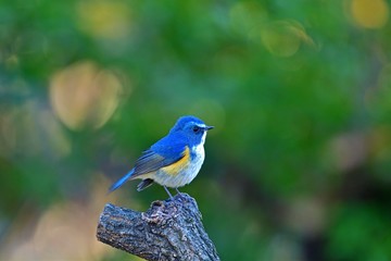 お立ち台でポーズをとるルリビタキオス