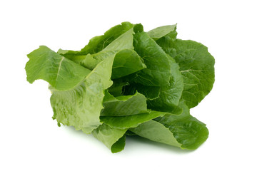 Cos Lettuce or Romaine Lettuce (Lactuca sativa L. var. longifolia) isolated on white background.Food ingredients in salads or Healthy food concept for weight loss Grown in hydroponics systems.
