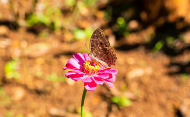 Butterfly; the Lemon Pansy with its elegance clavate, glittering texture of the scale and body in the sun is at feeding time in the pink zinnia flower garden with background blurred.