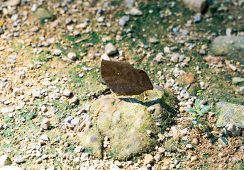 The Orange Oakleaf butterfly at close wings position is resting and having food on a pebble stone in the bright sunshine day with background blurred.