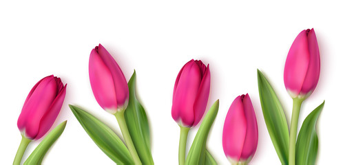 Decorative pink tulips isolated on white background. Spring design template with flowers. Vector illustration. 