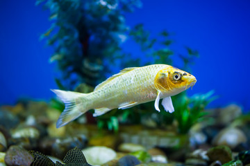 Ornamental fish, koi fish,