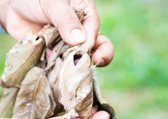 Cocoon of the Atlas Moth on selective focus with a stage of the chrysalis, the living creature that is naturally inside the silky case covered with dry leaf, background blurred and copy space.