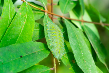 Caterpillar; the larva of the Archduke butterfly at dorsal view is in pale green color with yellowish orange tips perching on a green leaf of a tree, background blurred.