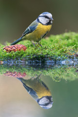 Blue tit near the water
