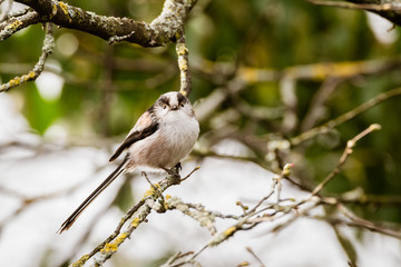 Long-Tailed Tit (Aegithalos caudatus)