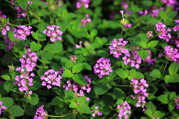 Selective focus flowers Lantana camara in the garden,For background.