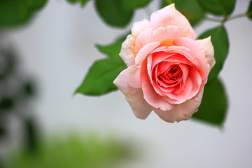 Coral pink rose flower in roses garden, Soft focus.