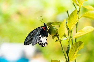 The Great Mormon butterfly with the half close wings position is resting on a fruit of the lemon tree in the garden background blurred, bokeh and copy space.