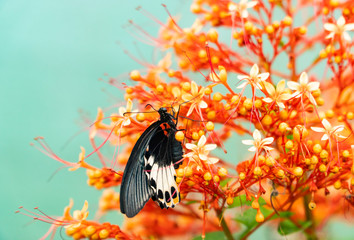 The Great Mormon butterfly at close wings position enjoys having some nectar from flowers in the greenhouse background blurred, copy space.