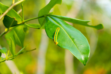 The Day-Flying Moth Caterpillar with top view of its dorsal side moving on a green leaf of the lemon tree in the garden blurry background.