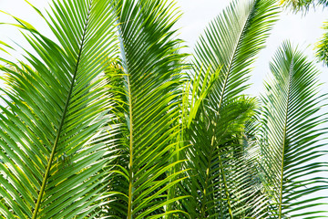 Naklejka na ściany i meble Palm trees produce the bright green branches with their delicated leaves for a fresh and beautiful environment with blue sky background.