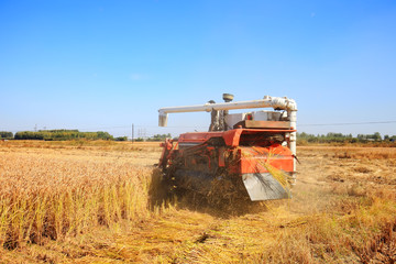 Fototapeta premium Harvester machine is harvesting rice