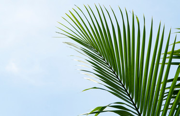 Obraz premium Gałąź palmy z uporządkowanymi, rozłożystymi liśćmi rosnącymi wysoko na tle nieba i skopiuj przestrzeń.