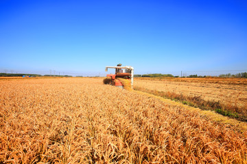 Obraz premium Harvester machine is harvesting rice