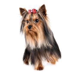 yorkshire terrier in studio