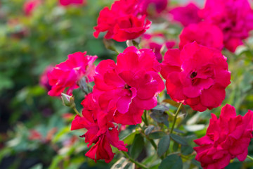 Red roses growing in the garden depict the fresh full bloom, the new spring, the green bud and the old flowers with background blurred.