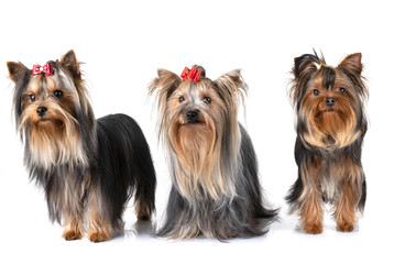 yorkshire terrier in studio