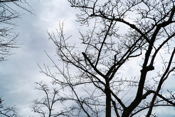 Silhouette trees with humid moss including the young spring and bud on top of the branches with the gray blue sky background and copy space.