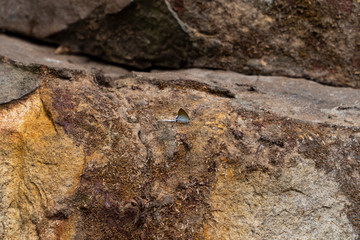 The Common Tit, the smallest butterfly is perching on a salted ground at a wooden stone with background blurred.