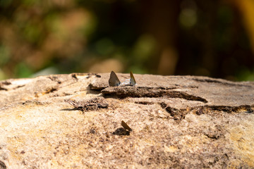 Butterflies; the Common Ciliate Blue and the Common Tit are gracefully perching on a wooden stone in the rainforest, background blurred, bokeh and copy space.